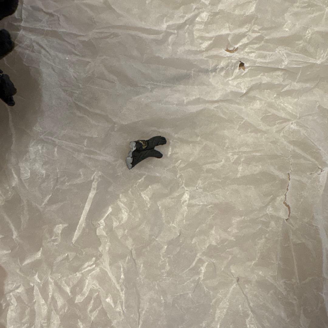 サイドショウ プレデター マチコノグチ