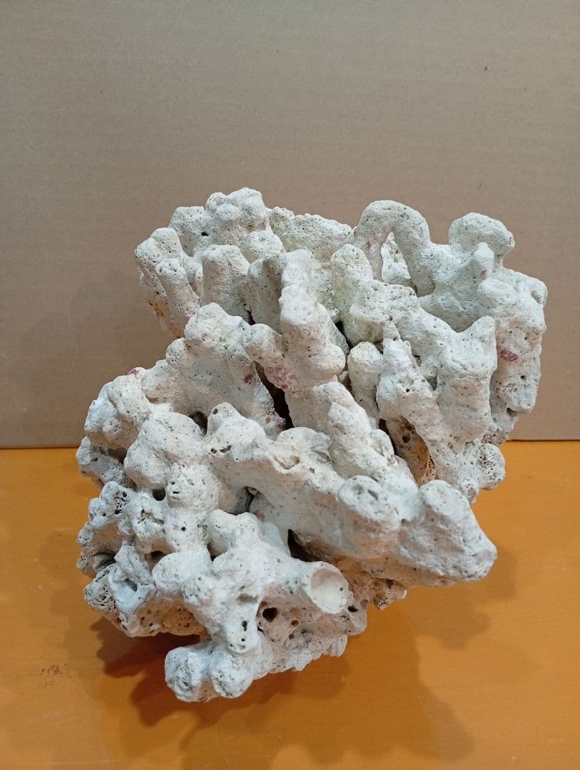 天然ライブロック　デスロック　アクアリウム　白化サンゴ　ハンドメイド