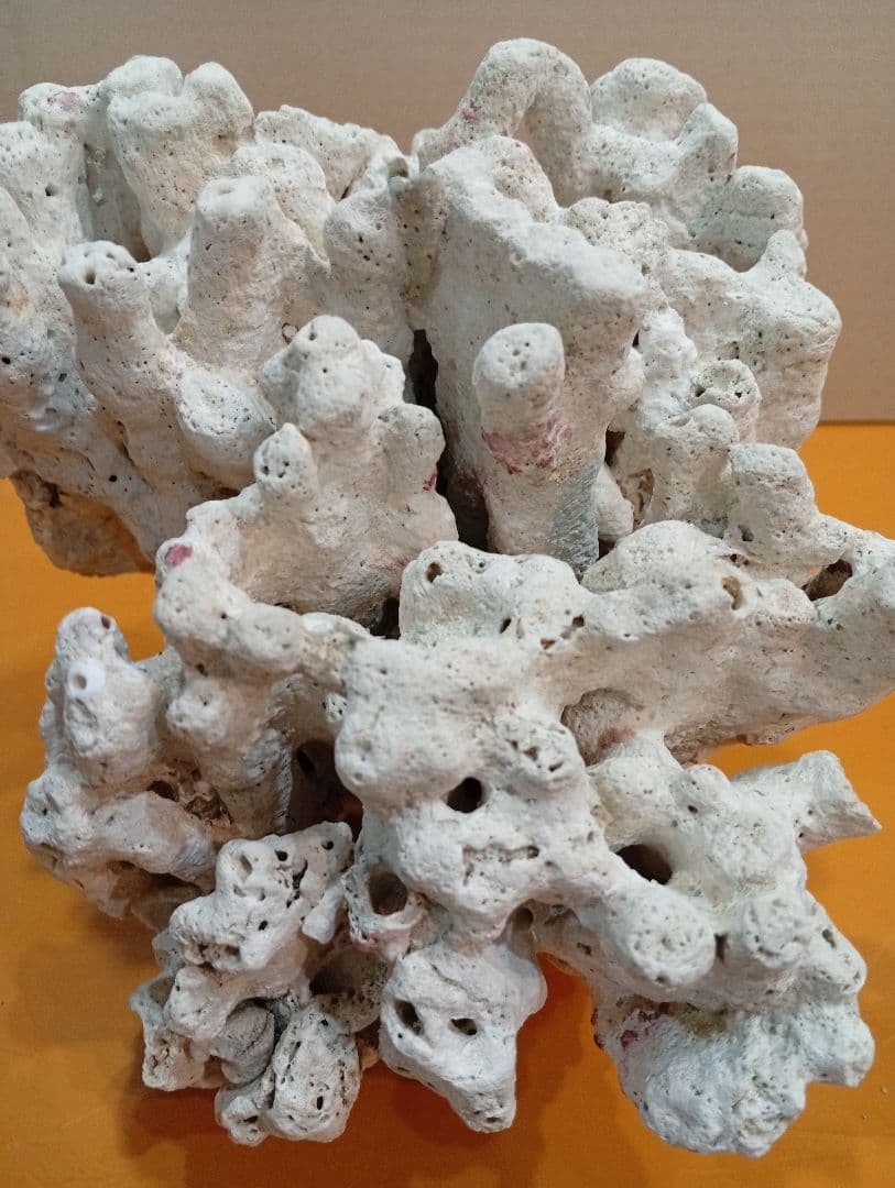 天然ライブロック　デスロック　アクアリウム　白化サンゴ　ハンドメイド