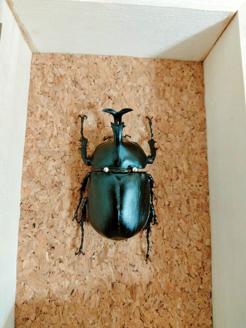 超貴重種　ダビデスカブト標本（木箱付き）