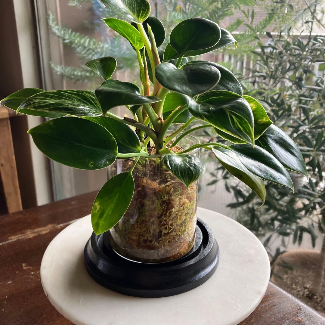 フランスアンティーク　ガラスドーム　気泡