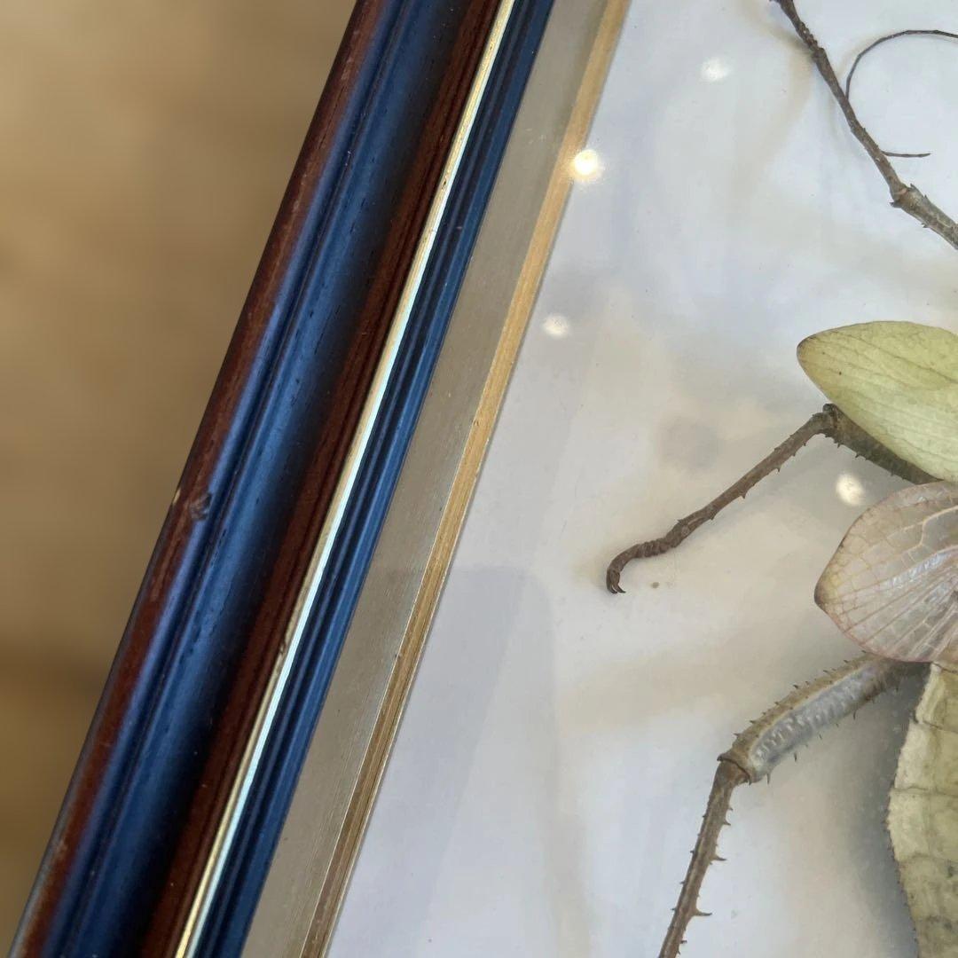 マレーシア　剥製ヴィンテージマレーオオニフシ　標本