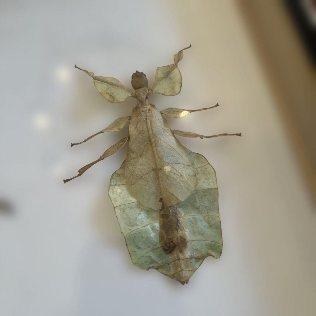 マレーシア　剥製ヴィンテージマレーオオニフシ　標本