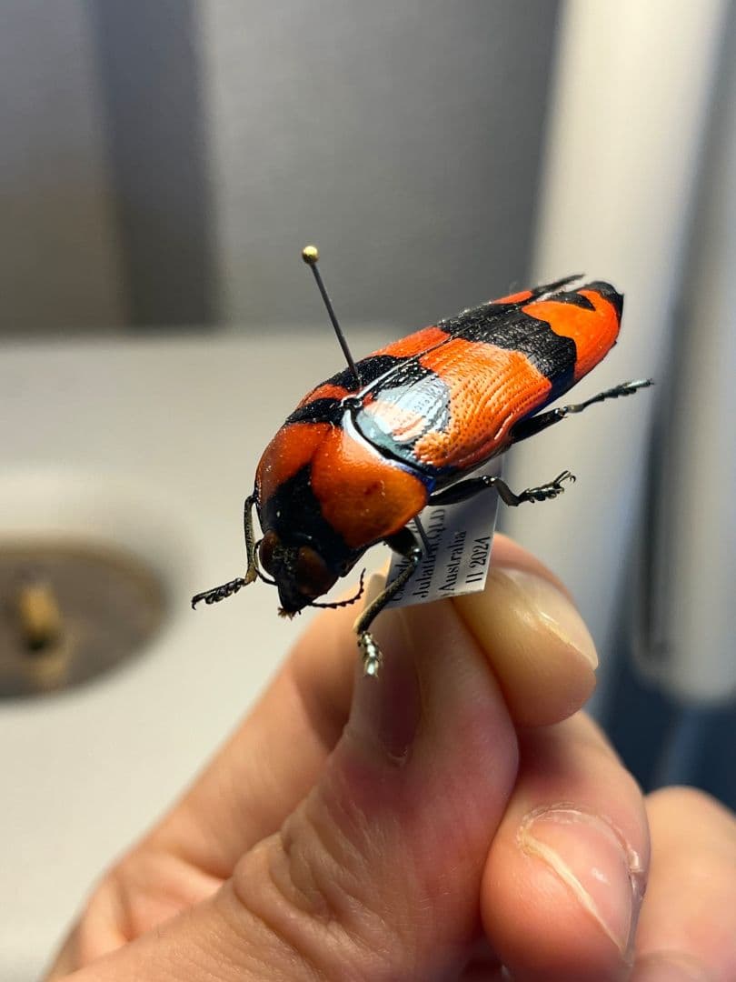 【39mm】クロモンベニオウサマムカシタマムシCalodema 標本スハンダエ