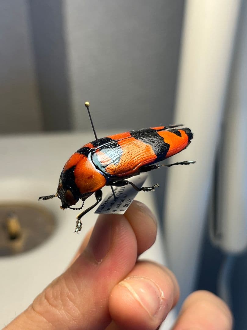 【39mm】クロモンベニオウサマムカシタマムシCalodema 標本スハンダエ