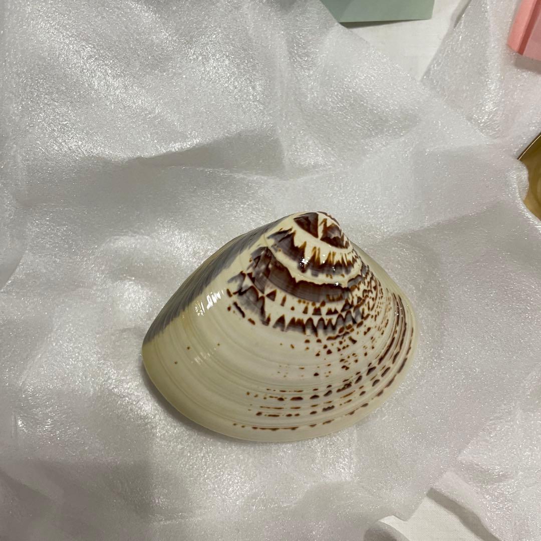 蛤 蛤香合 貝合わせ 未使用 茶道具 小皿 8客セット！！