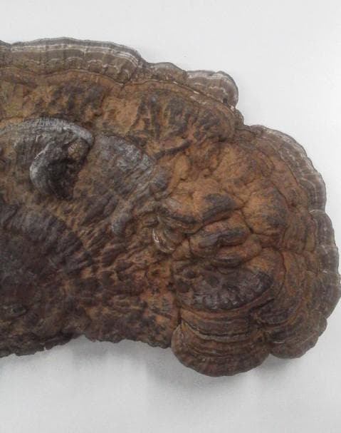 大きめ サルノコシカケ さるのこしかけ 北海道産