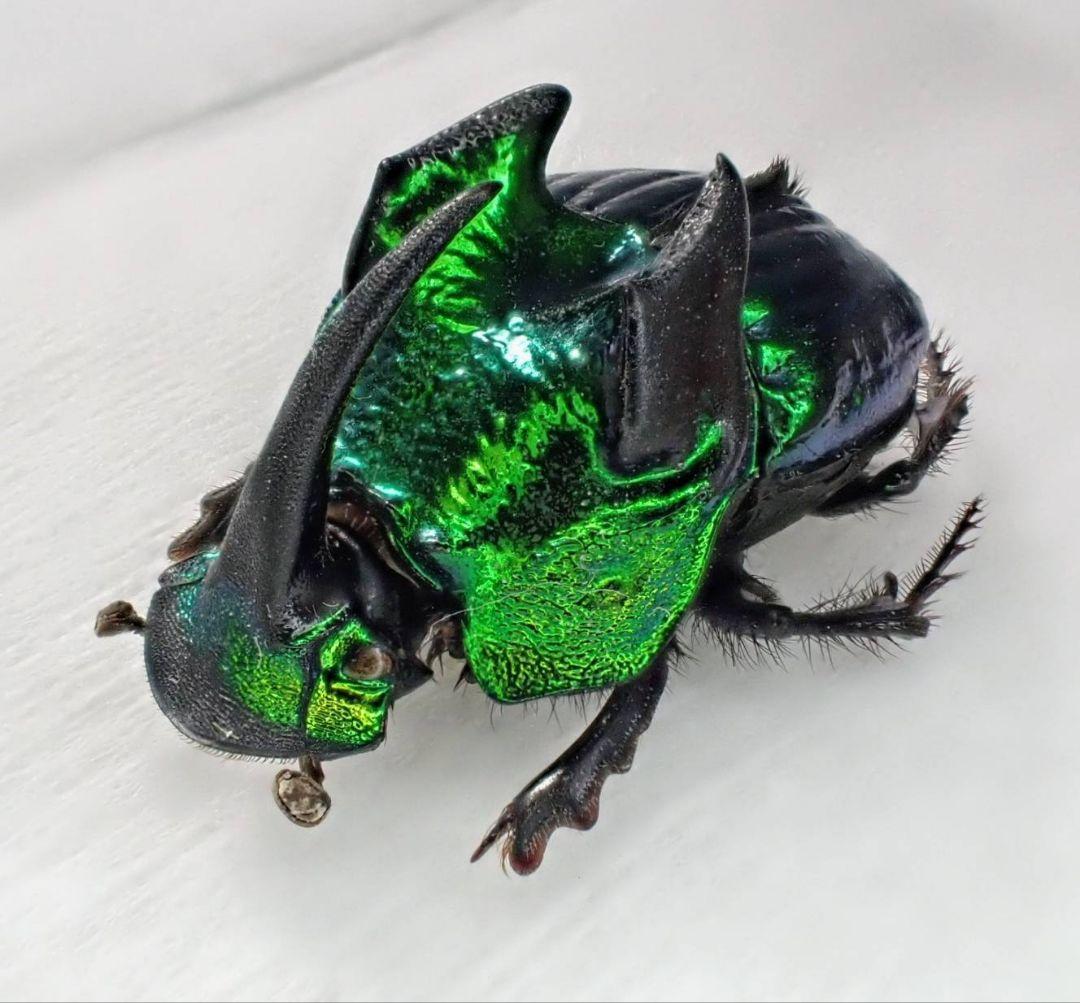 デーモンニジダイコクコガネ　ペア