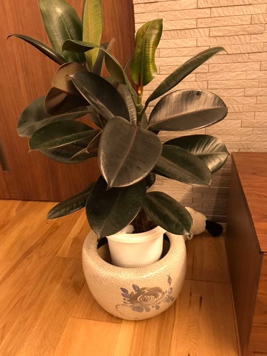 火鉢貫入地ワインクーラーメダカ古民家