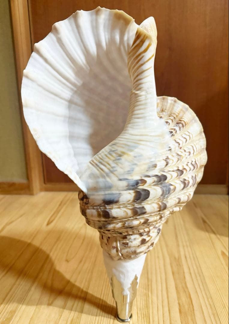 特大43㎝修験道法螺貝　山伏　密教　魔除け　熊よけ❣️ホラガイ　ほら貝