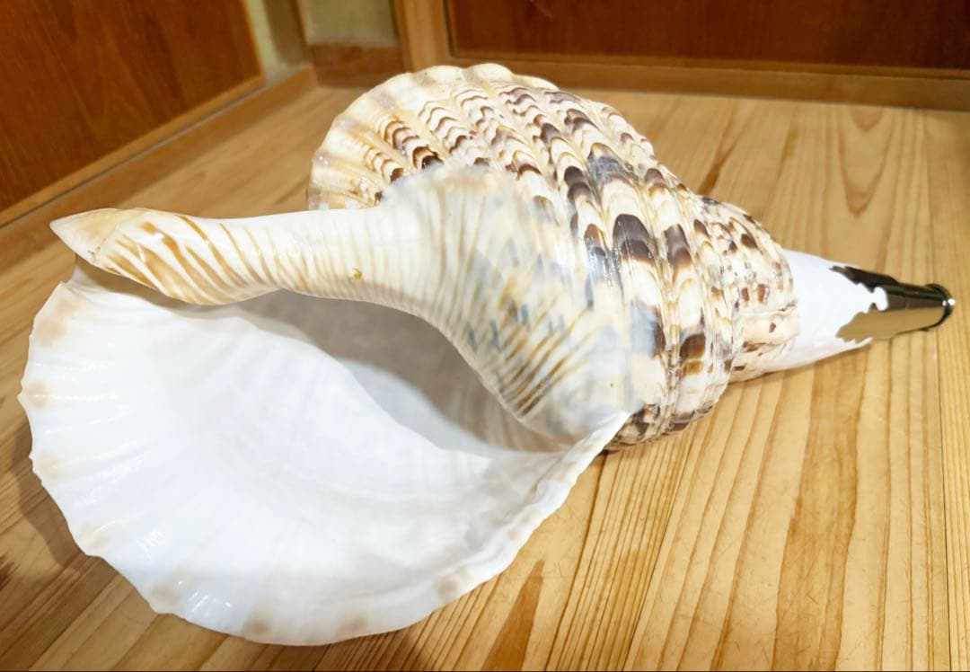 特大43㎝修験道法螺貝　山伏　密教　魔除け　熊よけ❣️ホラガイ　ほら貝