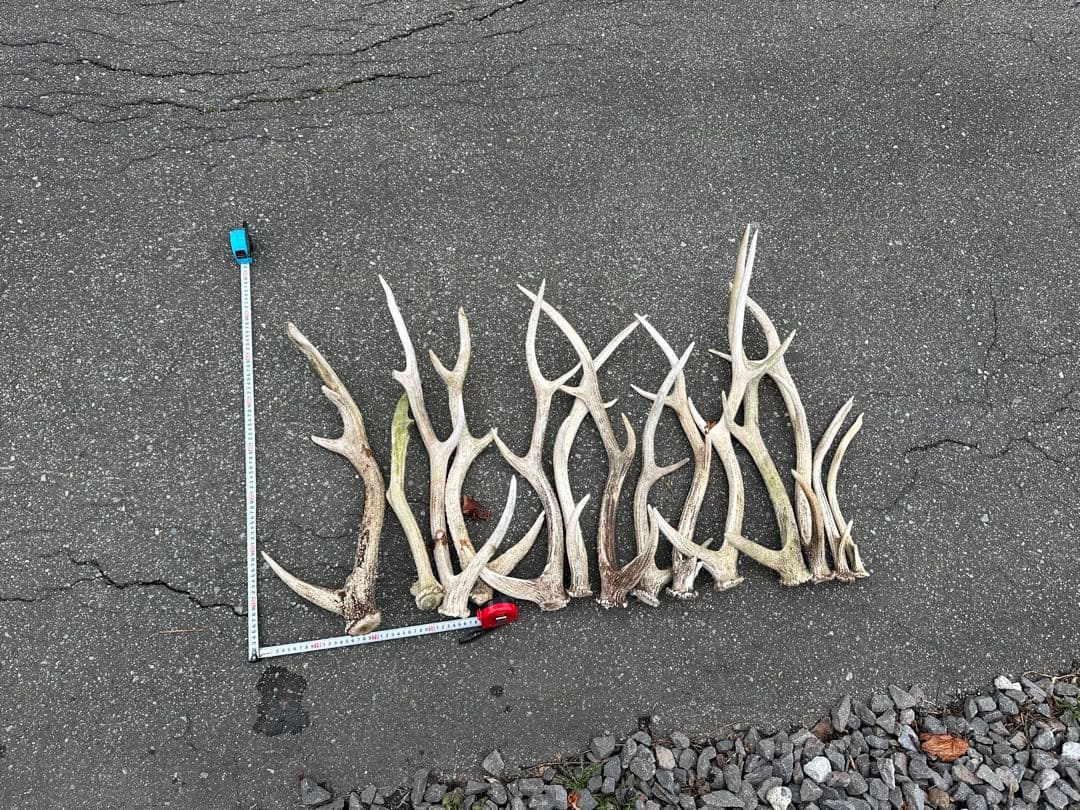 エゾシカの角【左右非対称】14本