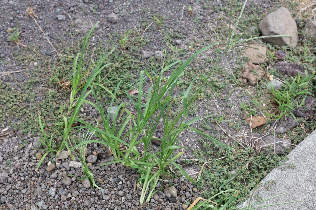 【美品】 SIGMA 18-35mm F1.8 Art Canon キャノン