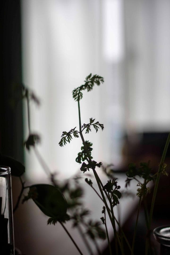 【美品/試写有】Canon New FD 35mm f/2.8 オールドレンズ