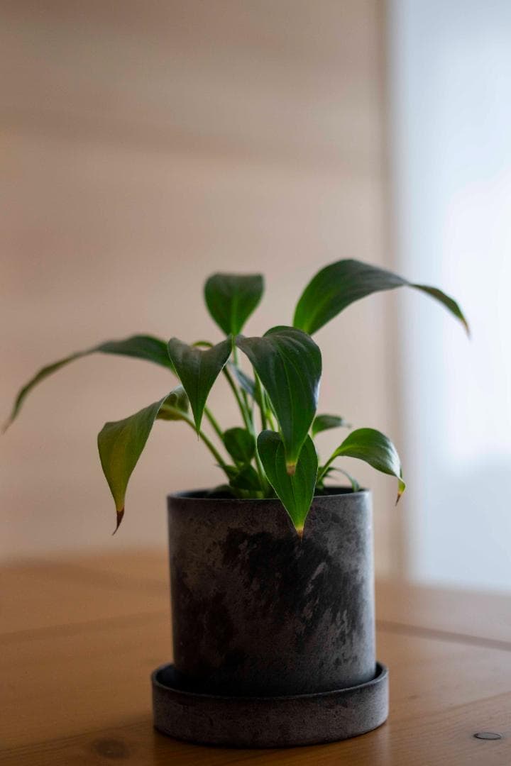 【美品/試写有】Canon New FD 35mm f/2.8 オールドレンズ