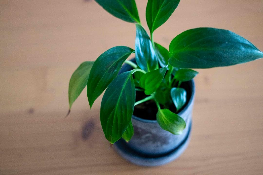 【美品/試写有】Canon New FD 35mm f/2.8 オールドレンズ