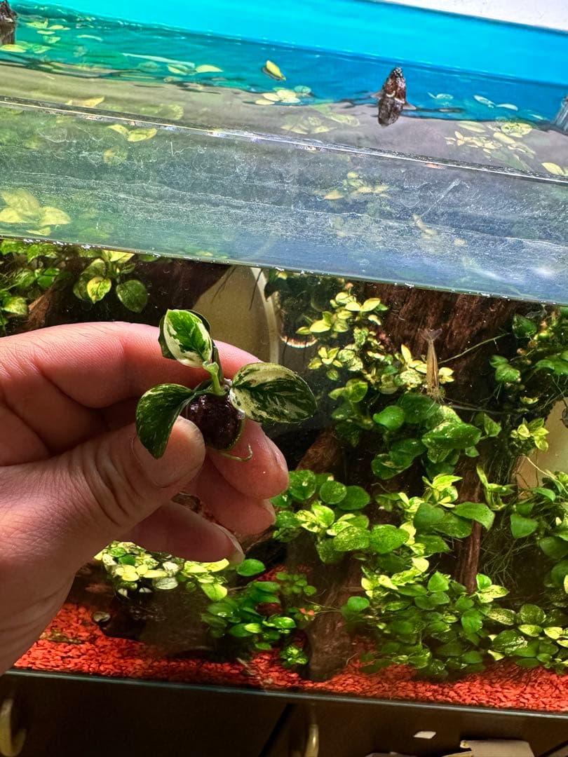 アヌビアスナナ-斑入りキングAnubias Variegated King 3本