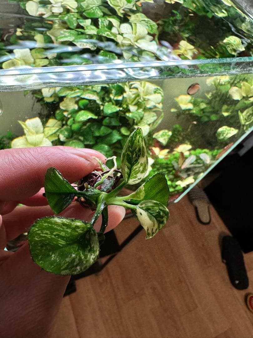 アヌビアスナナ-斑入りキングAnubias Variegated King 3本