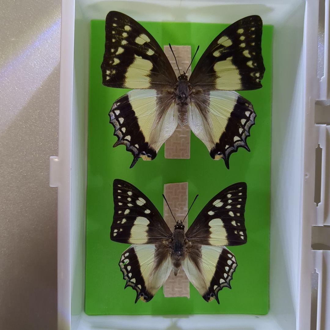 蝶の標本　奄美のフタオチョウペア