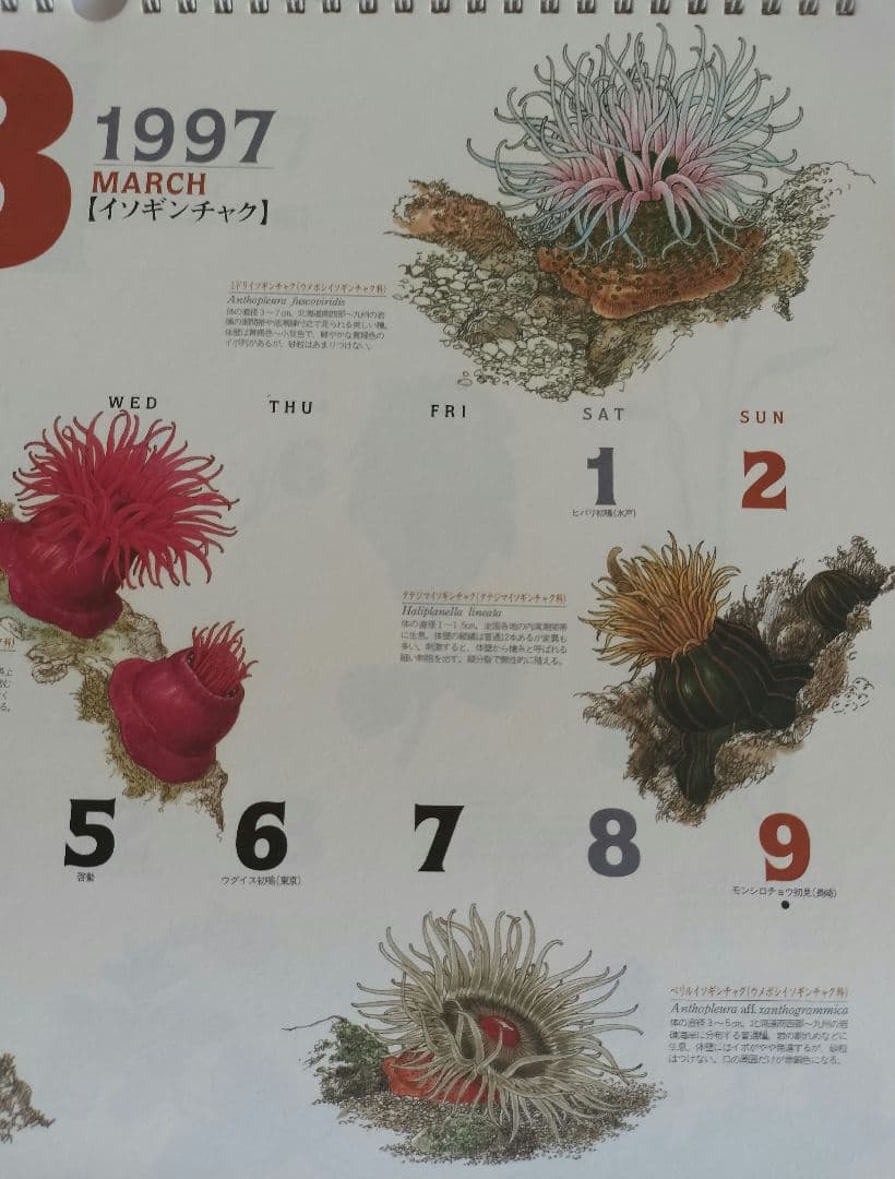 BE-PAL ビーパル カレンダー 新品未使用 1997年　ヴィンテージ