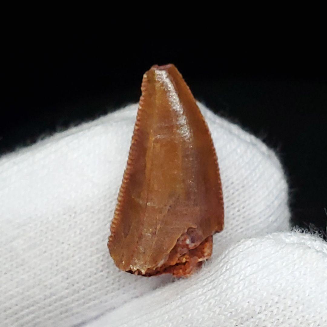 ラプトル 化石 歯 恐竜 本物 モロッコ産 16.92mm  fra30