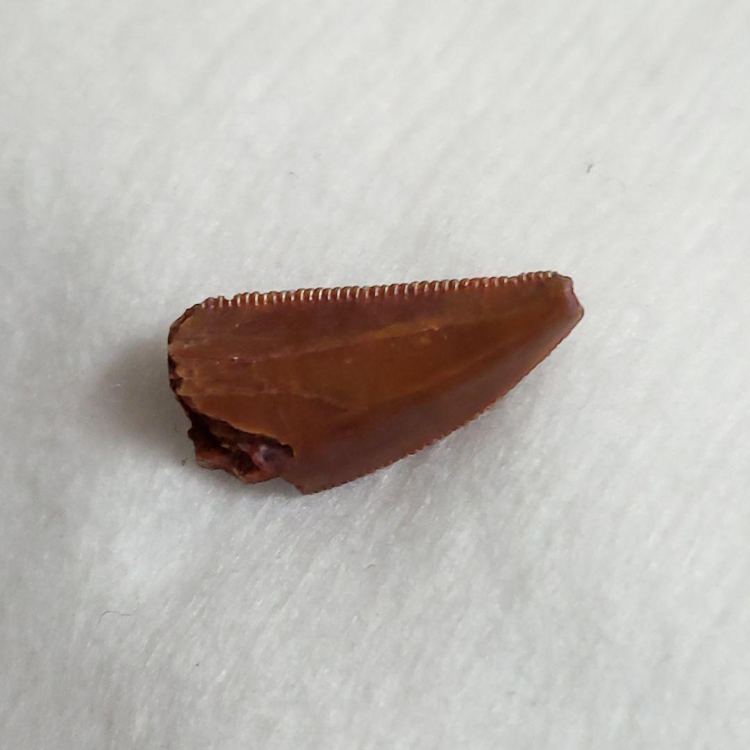 ラプトル 化石 歯 恐竜 本物 モロッコ産 16.92mm  fra30