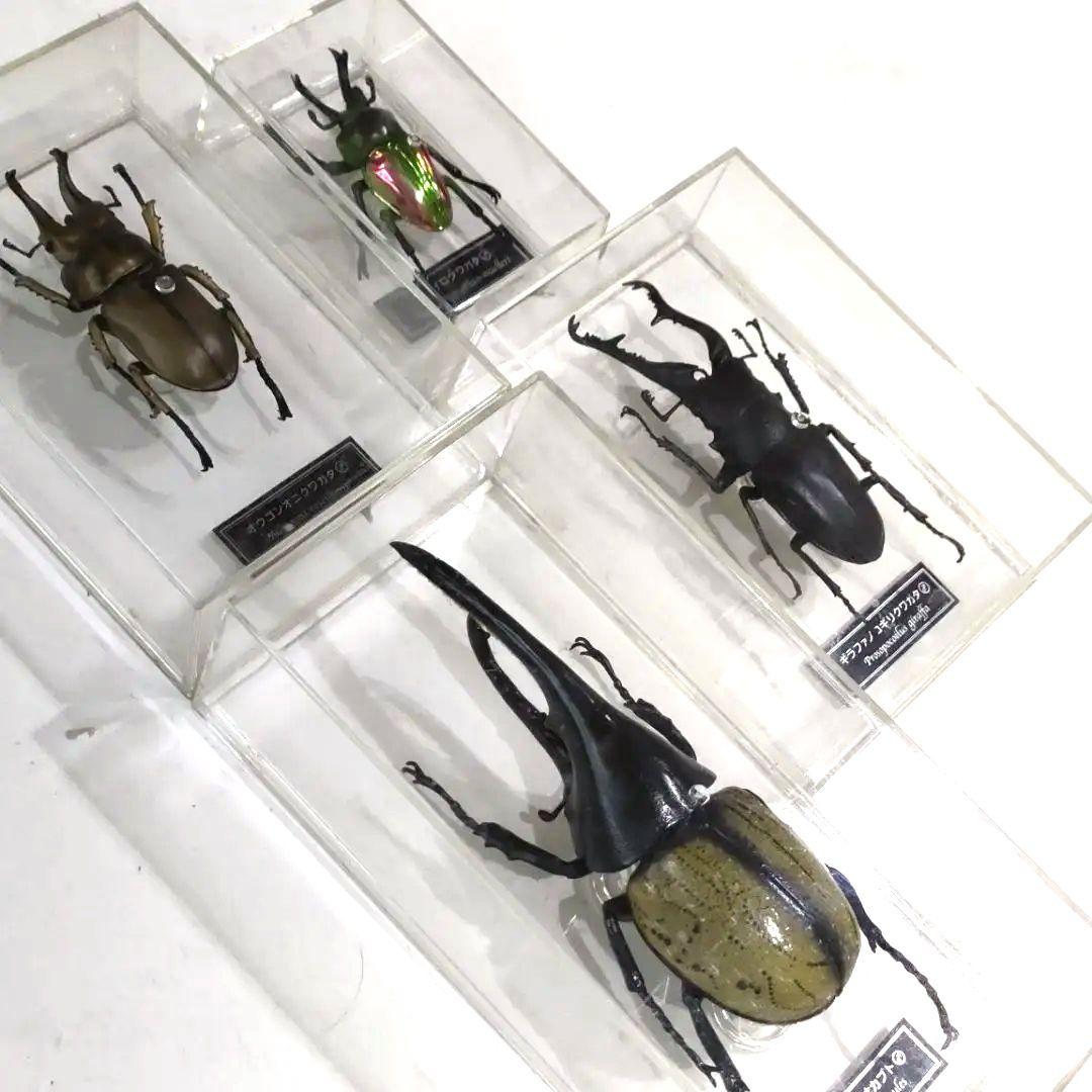 昆虫標本レアセットセール中！