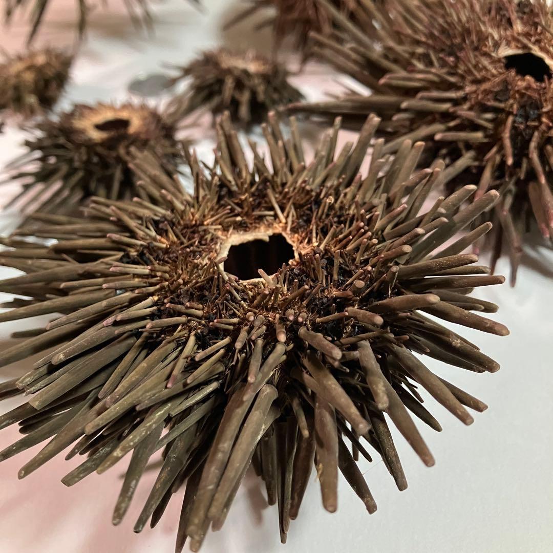 ウニ／クロウニ棘付き標本5個　No.157