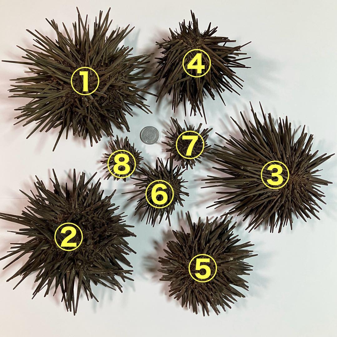 ウニ／クロウニ棘付き標本5個　No.157