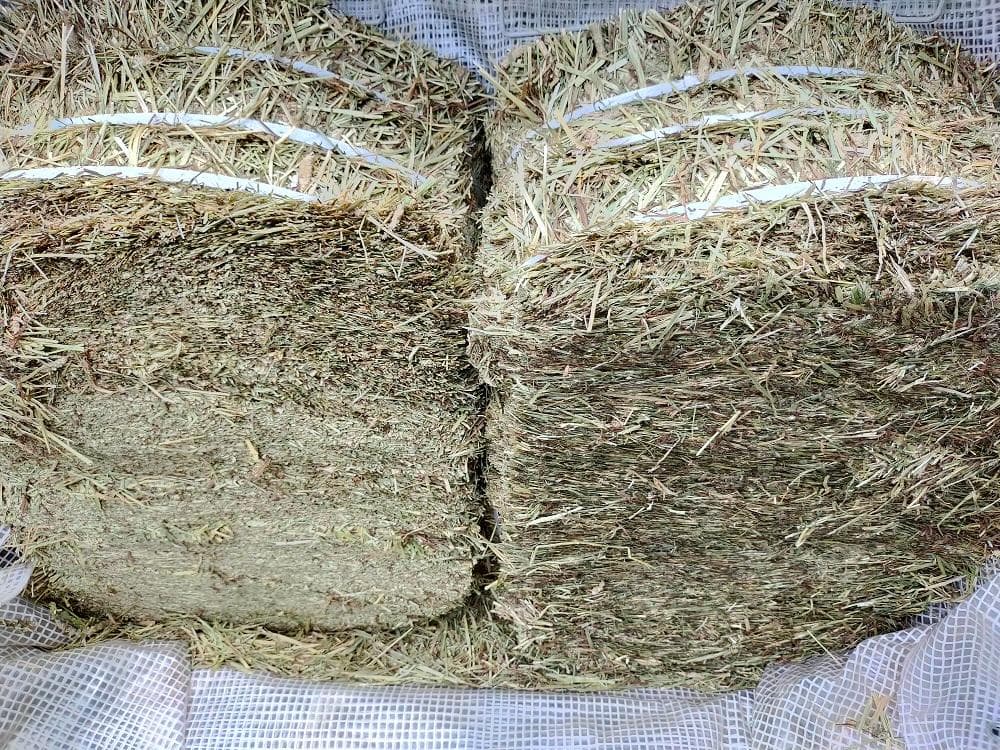 【処分価格】 カナダ産 チモシー 50kg スーパープレミアム １番刈り