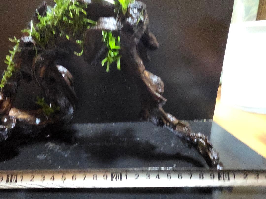 アーチ高 流木 大サイズ ウェンディロブ子株巻き