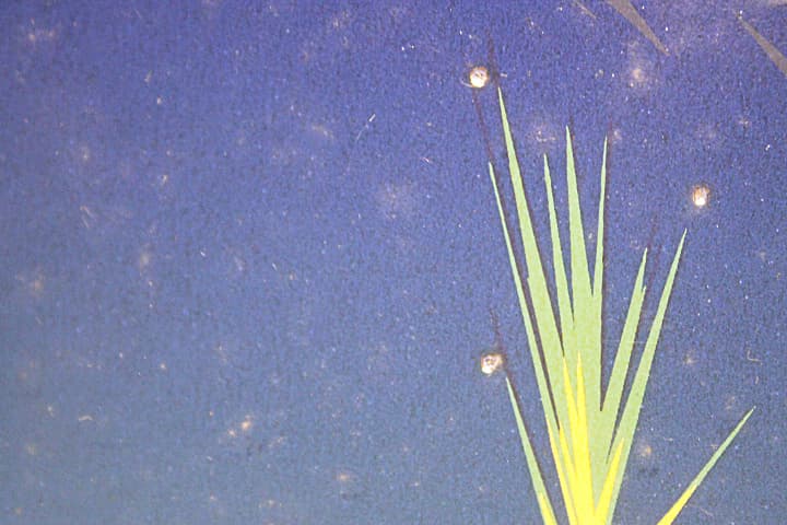 ヒロヤマガタ【エリスアイランド】 シルクスクリーン