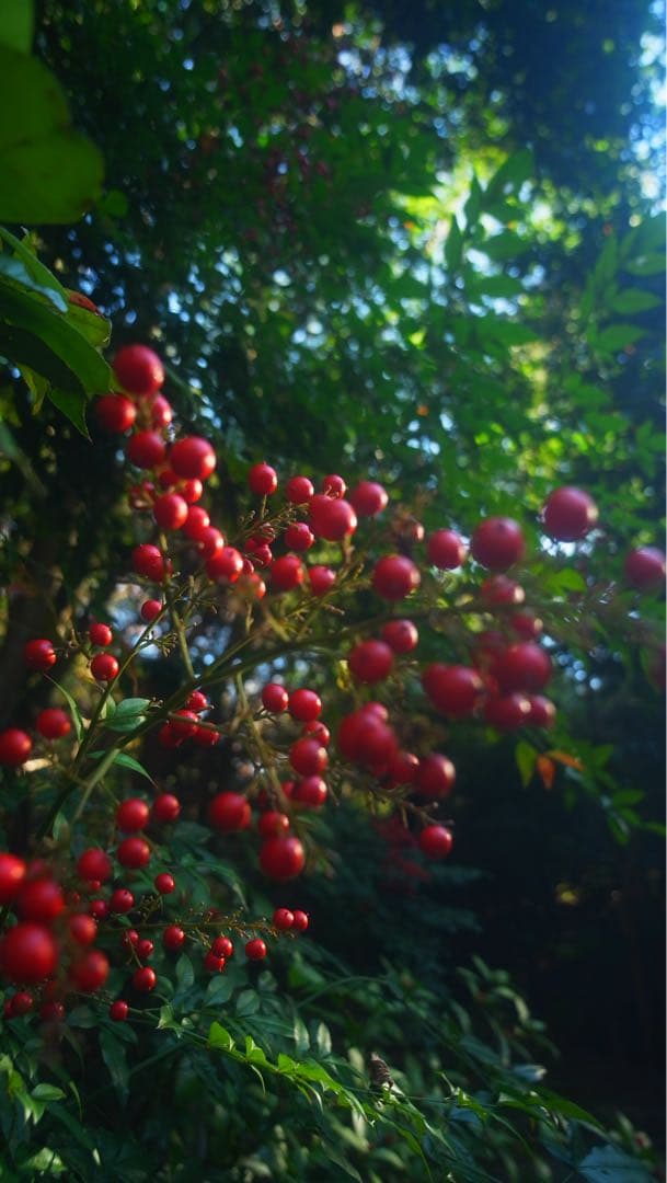 RICOH GXR 特別セット　作例あり❗️