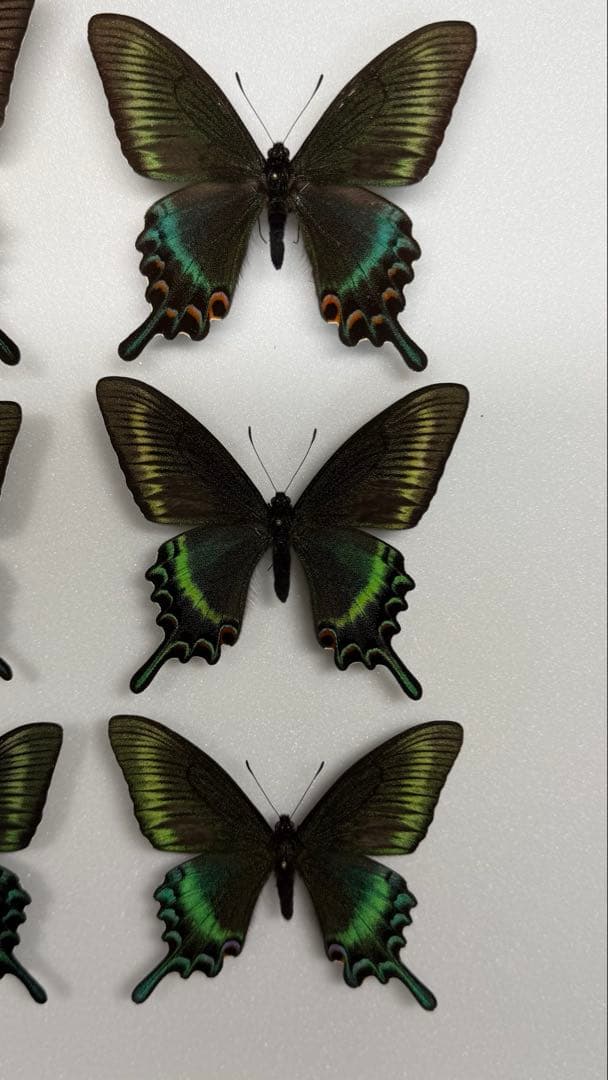 北海道産　極美品 北海道産 ミヤマカラスアゲハ