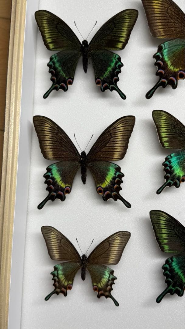 北海道産　極美品 北海道産 ミヤマカラスアゲハ