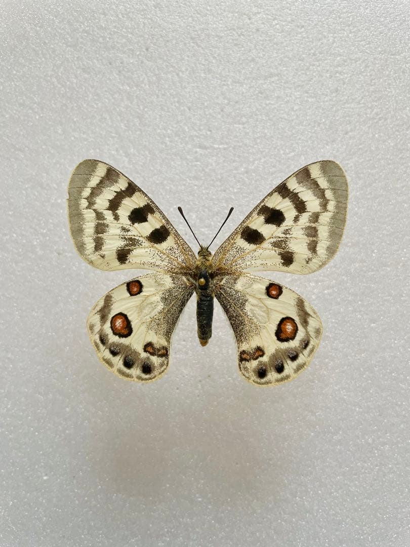 【ペア購入できます】パルナシウス・イノピナツ（1メス、アフガニスタン）