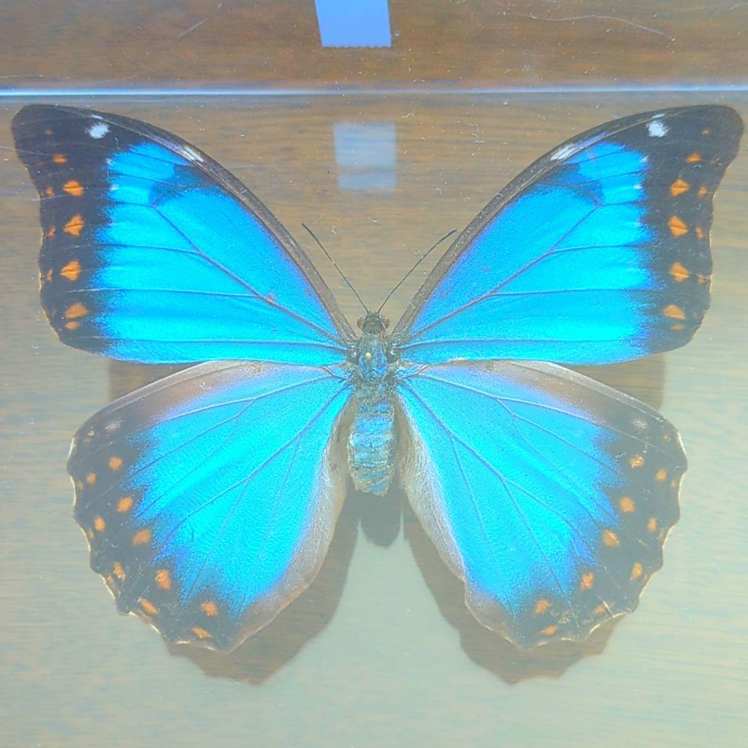 アナクシビアモルフォ　メス　蝶　標本　蝶　美麗　希少　激レア　昆虫　青い宝石