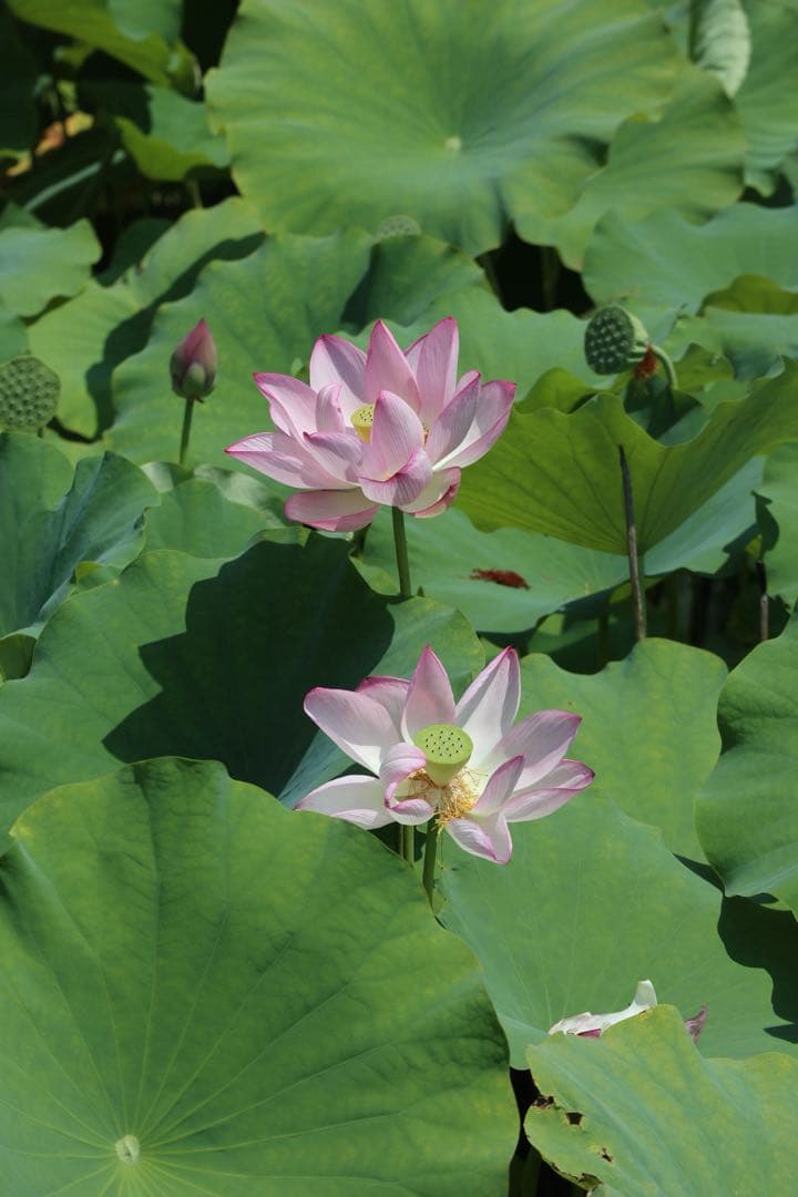 Canon EOS M100 ミラーレス一眼カメラ 望遠レンズ付セット