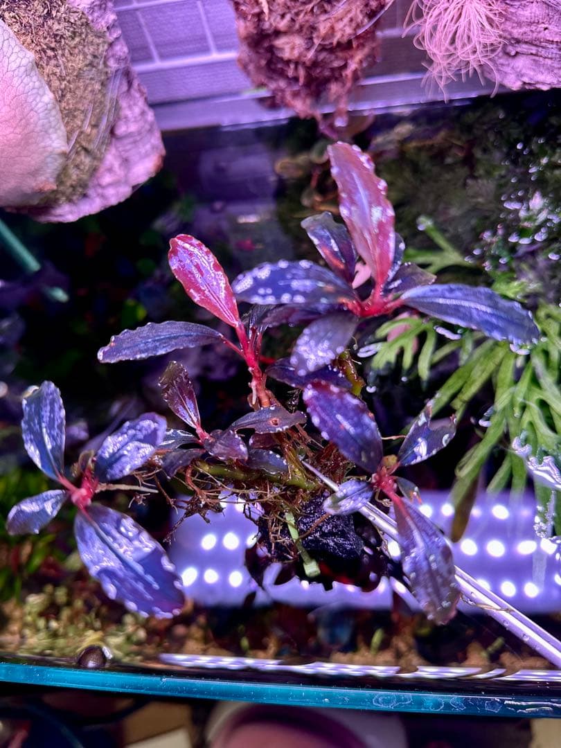 ブセファランドラｓｐ.Mysteriour Moonlight 大株