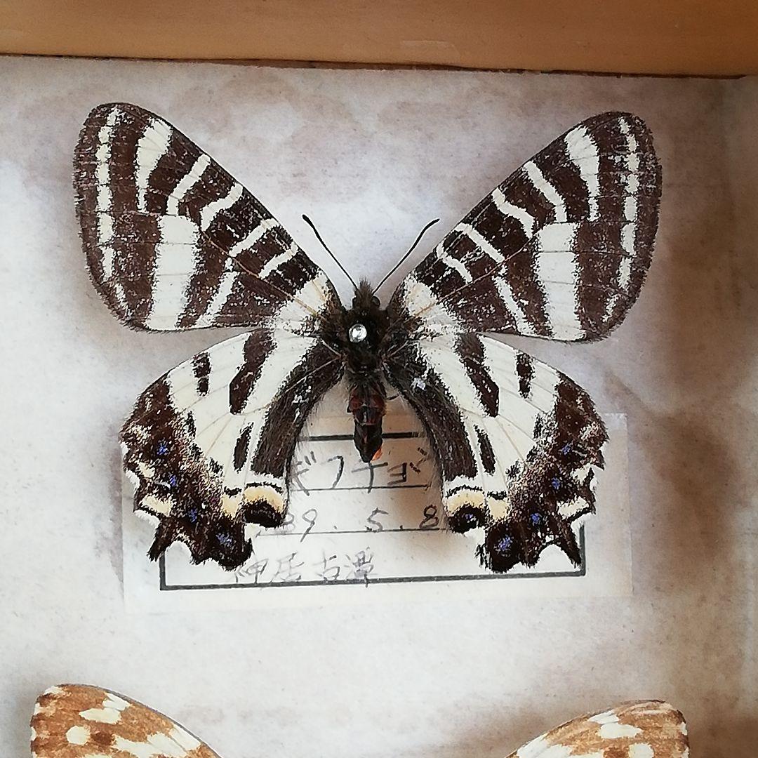 【蝶標本】北海道　7種類