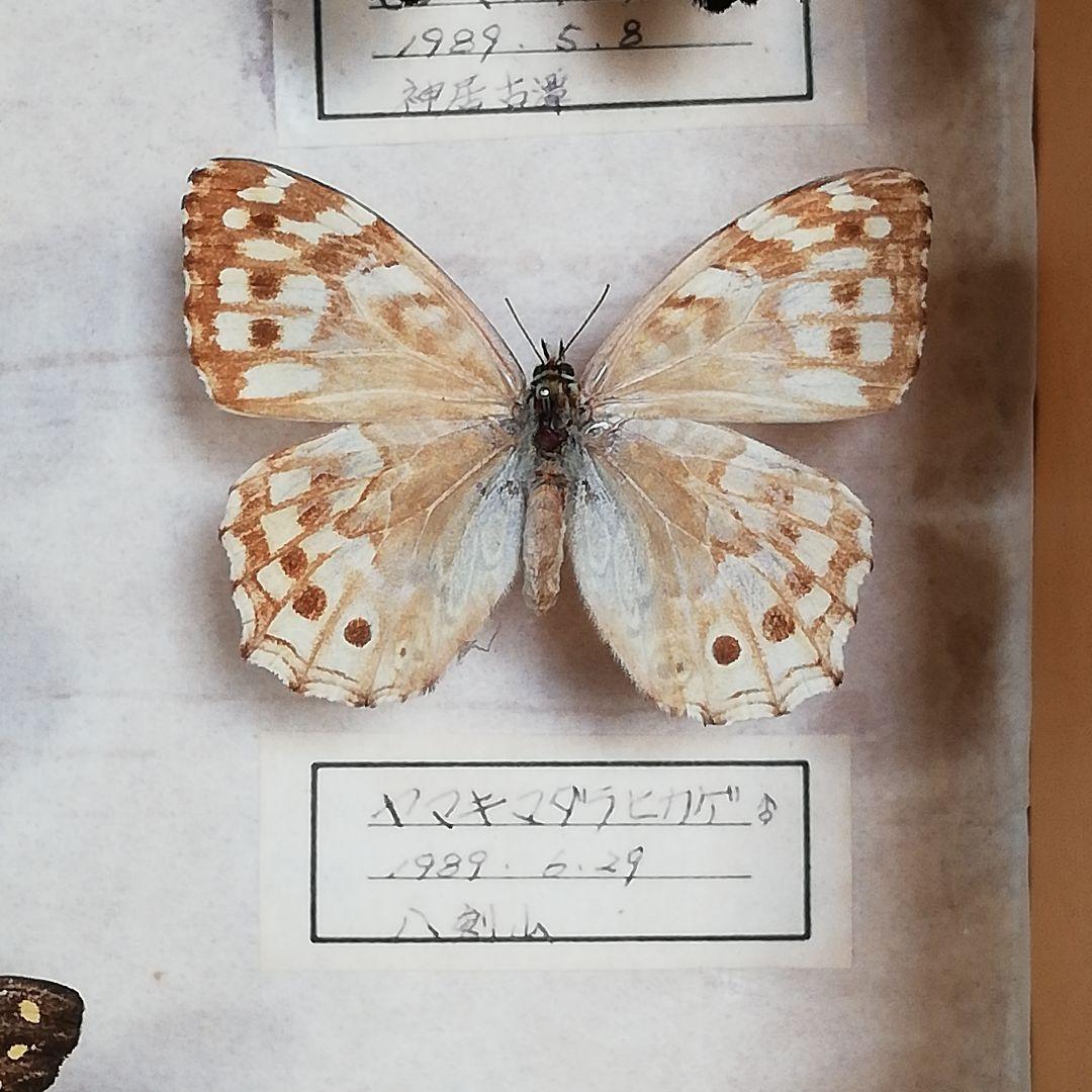 【蝶標本】北海道　7種類