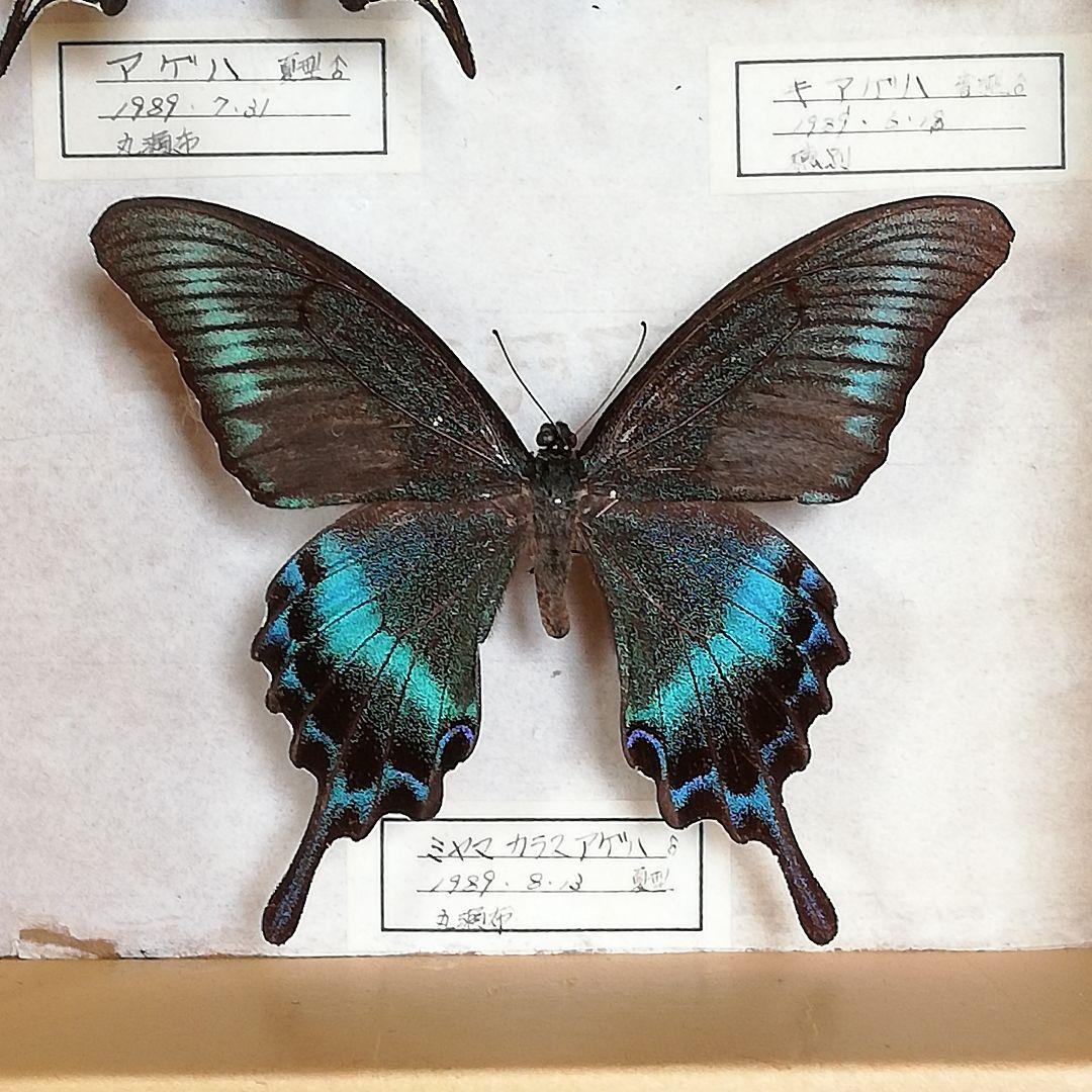 【蝶標本】北海道　7種類