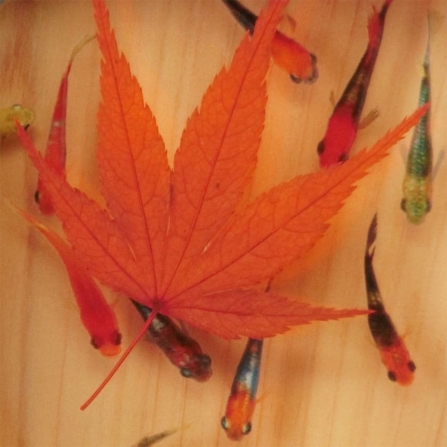 めだか メダカ アート 紅葉 プリザーブドフラワー 金魚 生き物 フィギュア