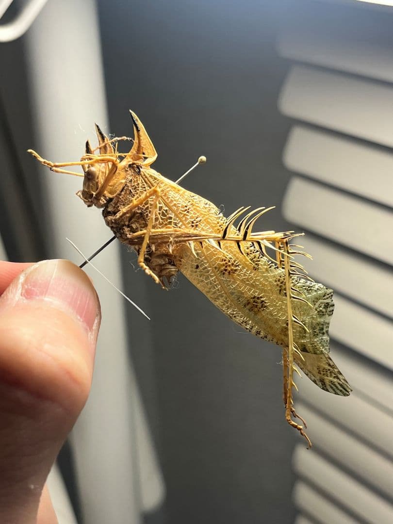 サルオガセギスキリギリスカマドウマバッタ直翅類コロギスリオックカマキリ標本