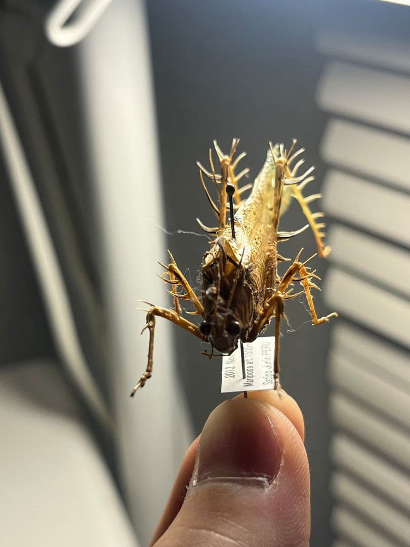 サルオガセギスキリギリスカマドウマバッタ直翅類コロギスリオックカマキリ標本