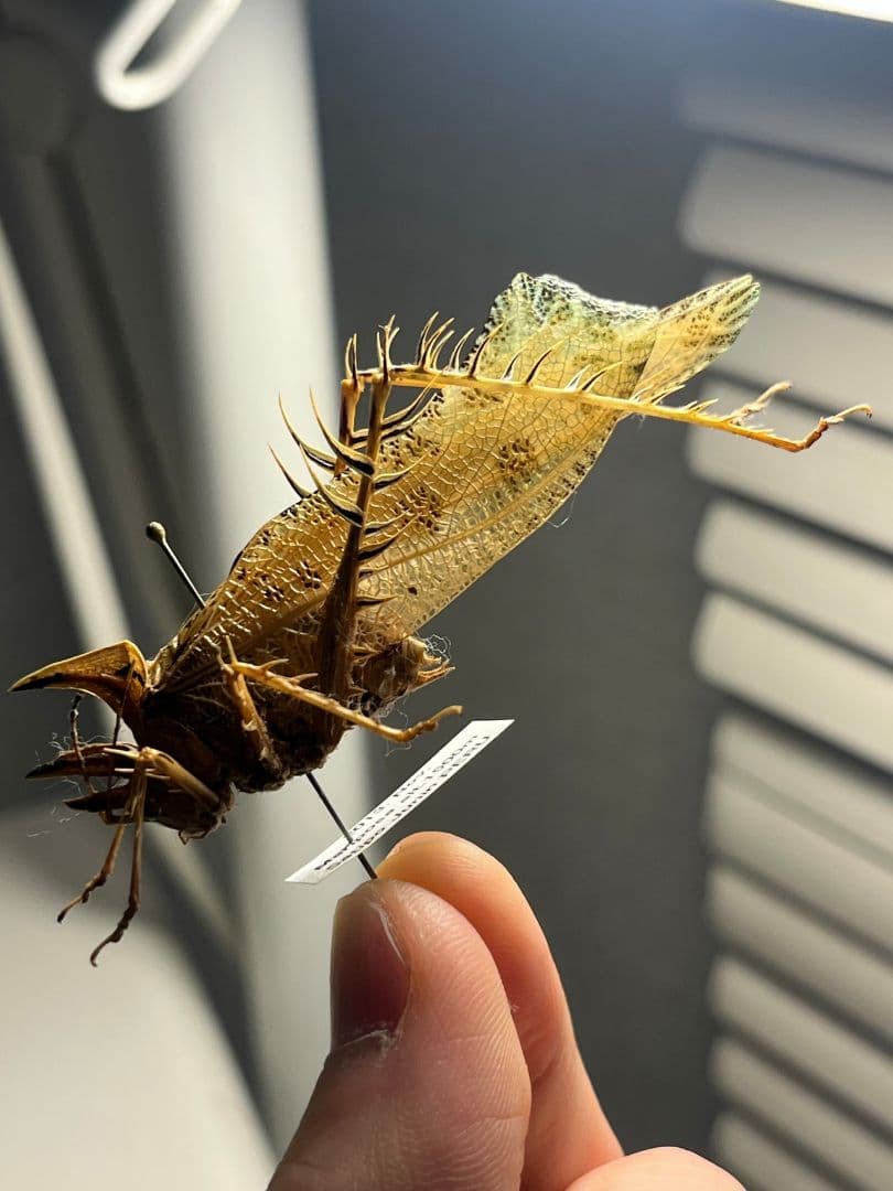 サルオガセギスキリギリスカマドウマバッタ直翅類コロギスリオックカマキリ標本