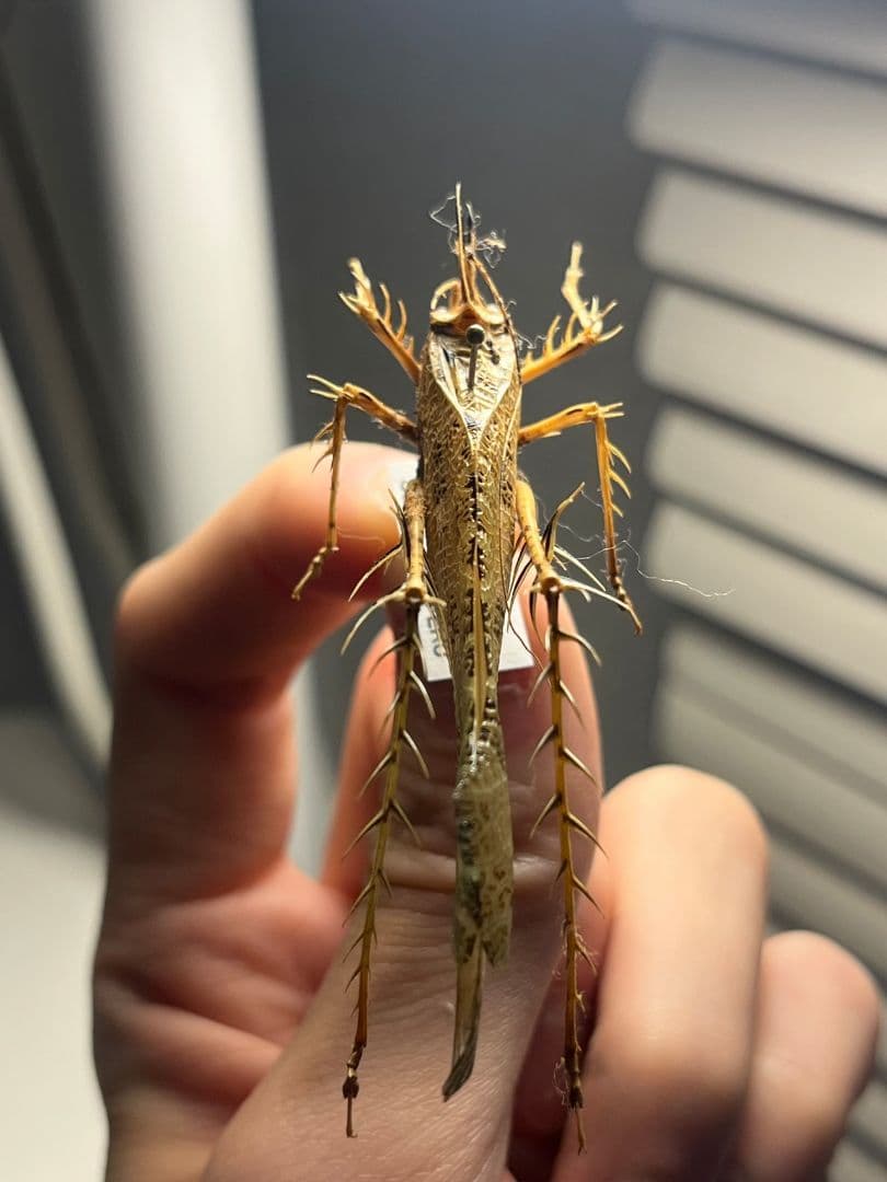 サルオガセギスキリギリスカマドウマバッタ直翅類コロギスリオックカマキリ標本