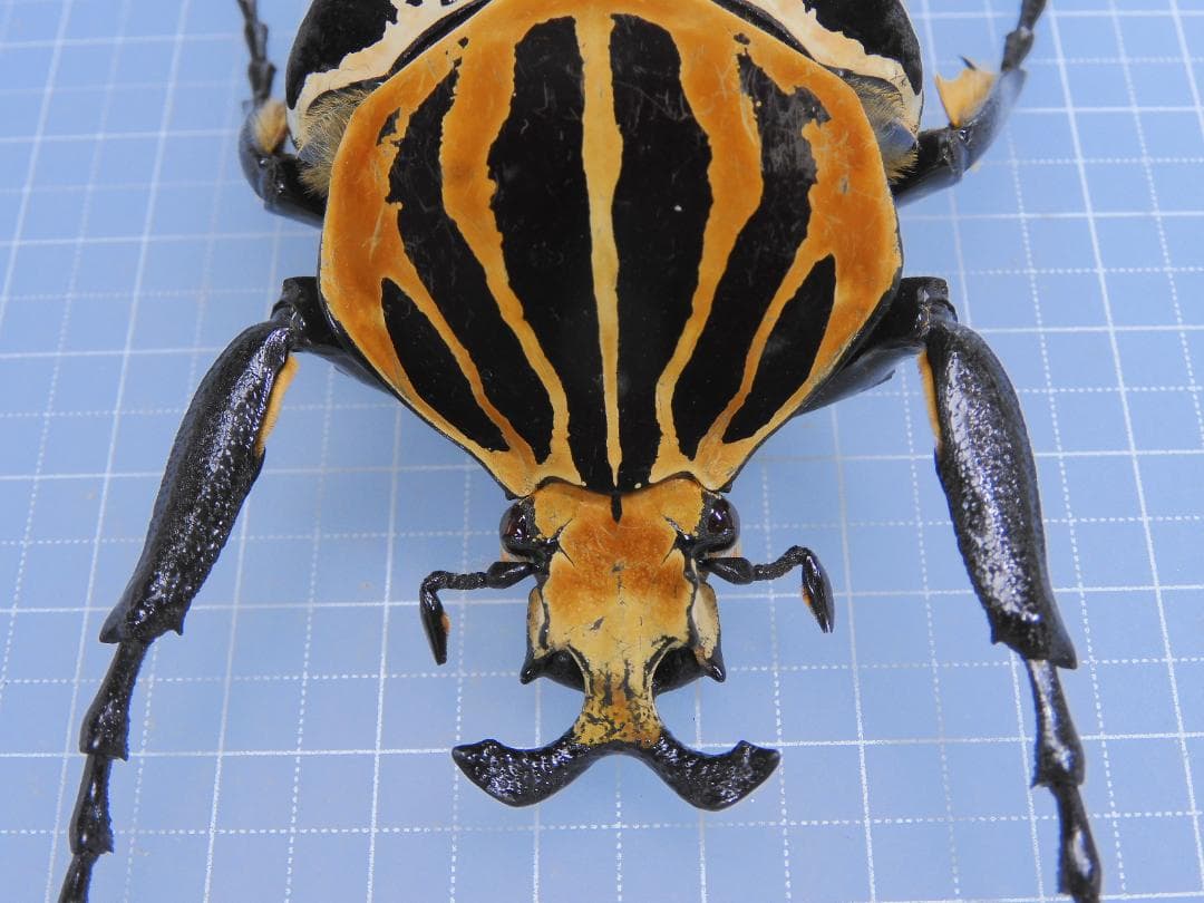 標本 Goliathus cacicus 86mm