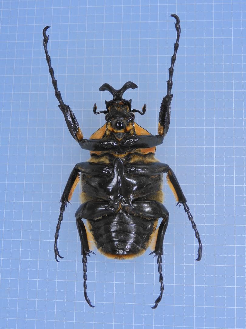 標本 Goliathus cacicus 86mm