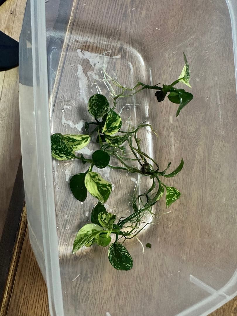 アヌビアスナナ　斑入りキング　5株